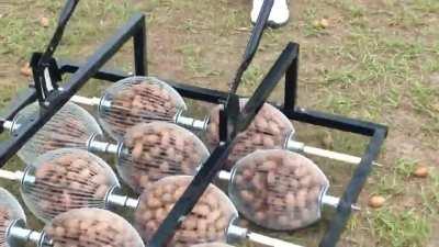 How to easily collect walnuts!