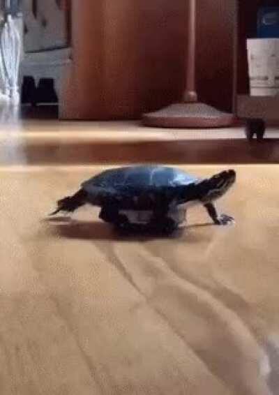 This turtle using unconventional means of transport