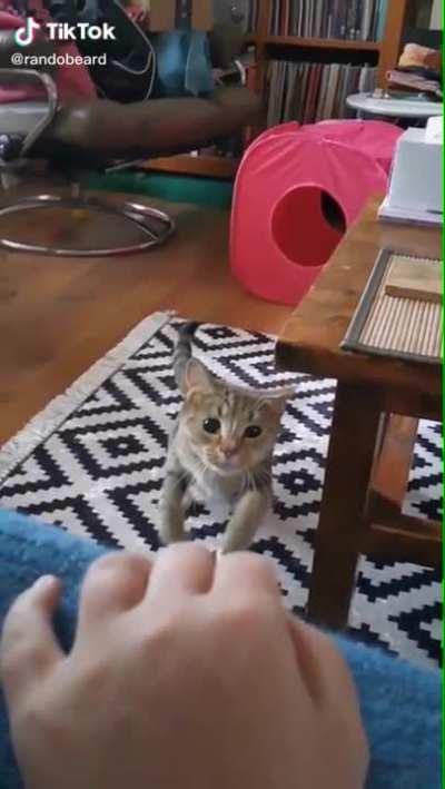 Cat dodges the table with its ear