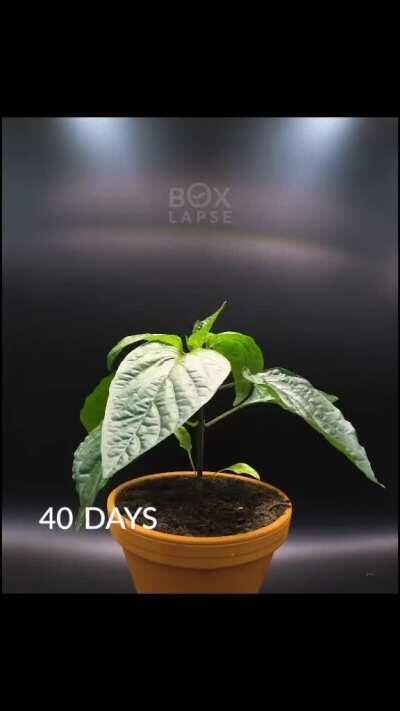 Time-lapse of a red bell pepper plant from seed to fruit