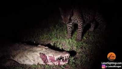 Leopard steals food right out a crocodile's mouth.