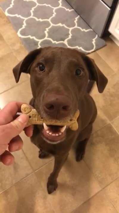 Dog was taught to ‘be gentle’ when taking treats