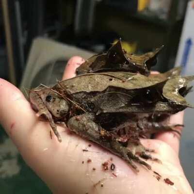 Long-nosed horned frogs, or Malayan leaf frogs