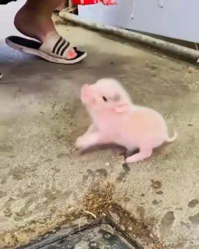 Piglet getting a Meal