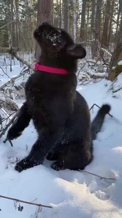 The most adorable black leopard