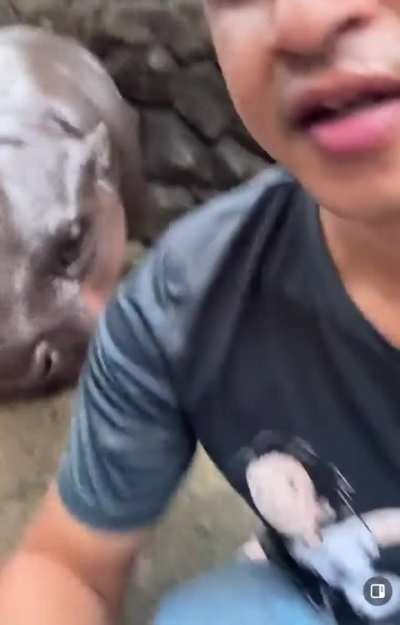 moodeng