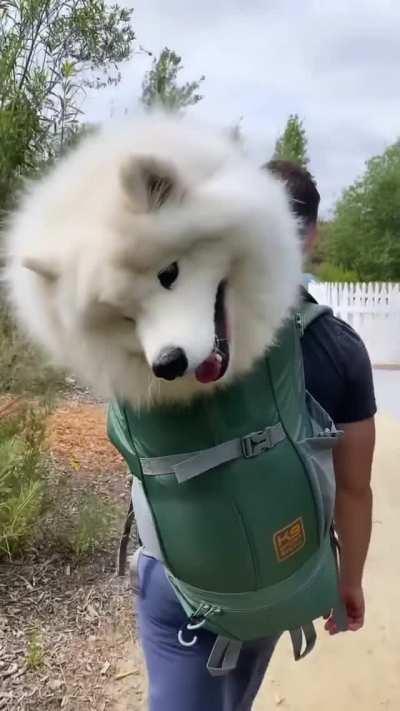 Going backpacking with my human