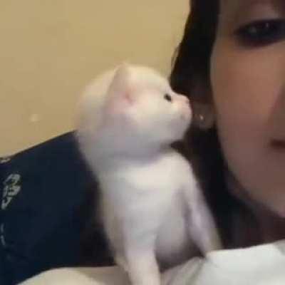 Tiny kitten kisses back