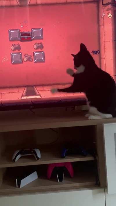 my cat does not like the binding of isaac