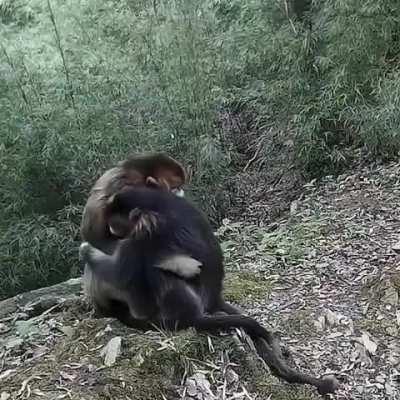 Two endangered golden monkeys hugging each other