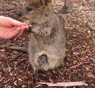 Baby Quokka makes debut at Adelaide zoo