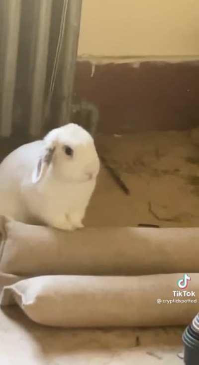 Angry rabbit