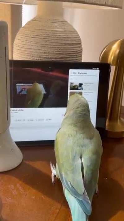 A parrot watching a video of a parrot watching a video