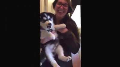 This Husky isn't quite getting the whole &quot;howling&quot; thing!