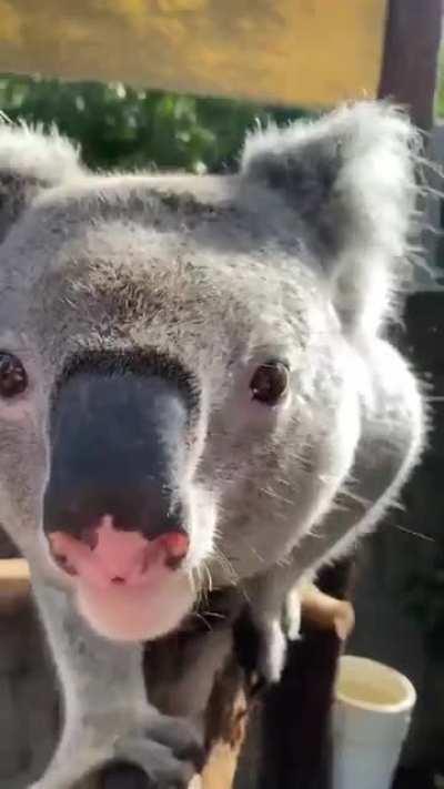 A koalas bellow.