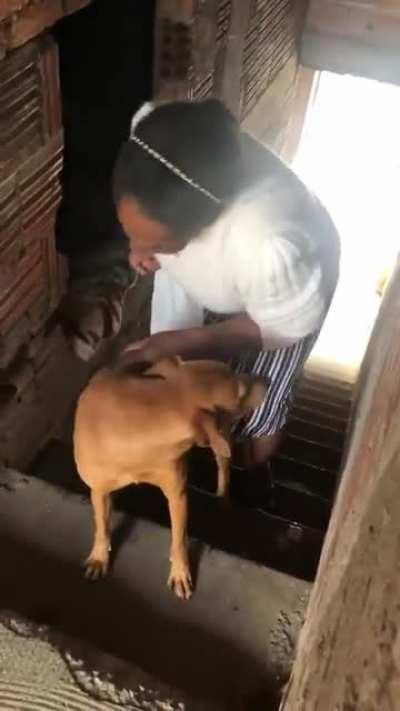 Adorable dog assists owner up the stairs