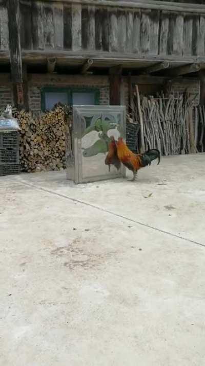 Rooster vs mirror