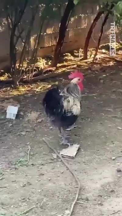 The rooster is fainting from crowing too much, causing it to run out of breath.