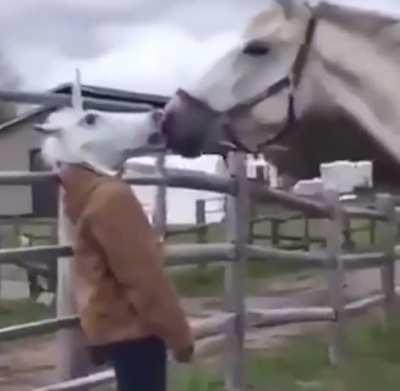 Horse falling in love