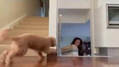 Precious pupper tries to surprise mom