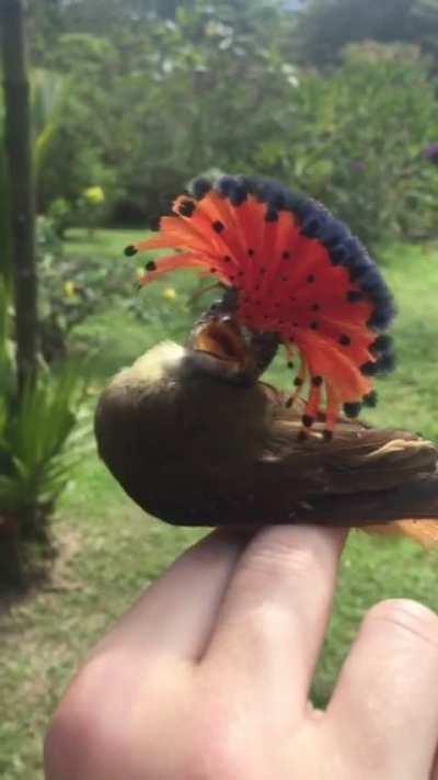 A Royal Flycatcher