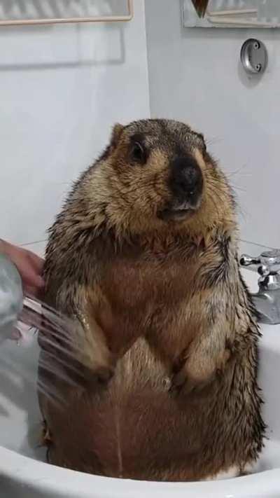 Marmot taking a shower