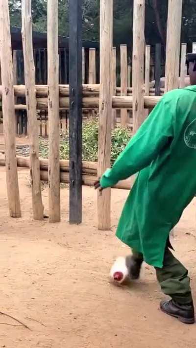 I could watch this baby elephant temper tantrum on repeat