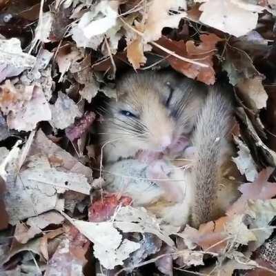 Hazel Dormice spend a large proportion of their lives sleeping - either hibernating in nests on the ground in winter, or in a state of torpor (curls up into a ball and sleep) in summer. They are also nocturnal on top of it all. You can also hear them snor