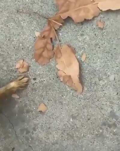 A skater rescuing a wild bunny from a pool