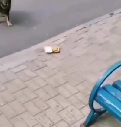 Kind man gives chicken nuggets to Stray Dog