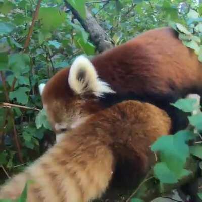 Momma red panda and her baby at the Oregon Zoo