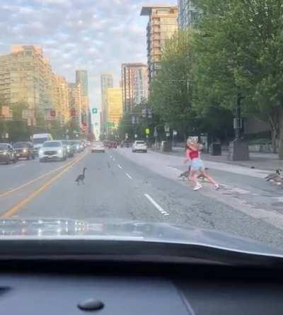 Kind human helping geese cross the street in traffic