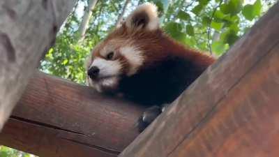 Red Panda sneeze