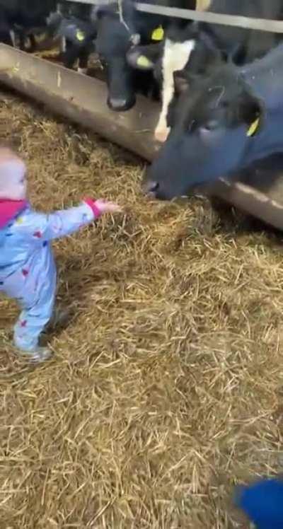 Cow surprises kid with a licked