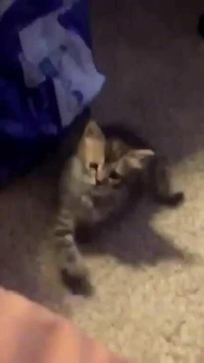 Instead of hopping on the bed this kitty just mimics his taps