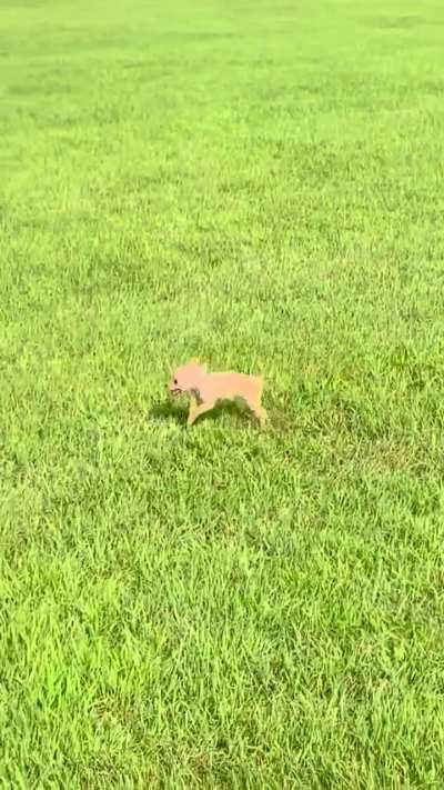 Arthur’s first time playing in the grass 😍