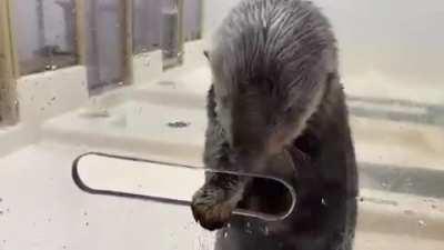 Sea Otter filling her built in pocket with food treats