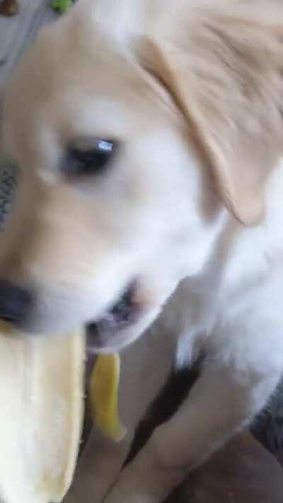 Pupper heckin loves banana. Buffy the 14 week old golden retriever.