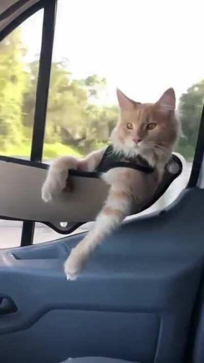 One cool laid back kitty ridin' along with his human