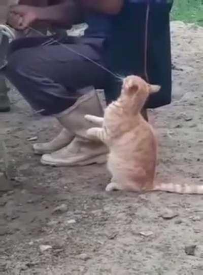 Cat enjoying a fresh squeeze of milk.