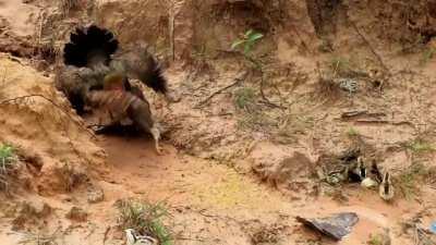 A young hawk attempts to seize a chick but the mother hen takes the hawk to task