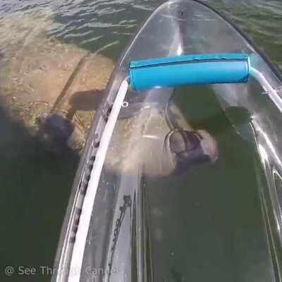 🔥 Manatees turn their whole body to get a better look at something because they don't have as many vertebrae in their necks as other marine mammals