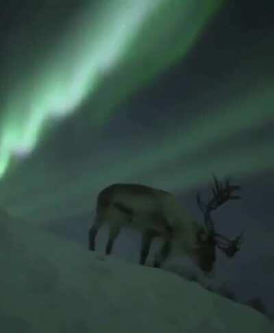 🔥 A gorgeous reindeer under the Northern Lights 🔥