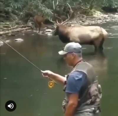 This man enjoys a once in a lifetime experience when a couple of elk come to the river to drink (sound on)