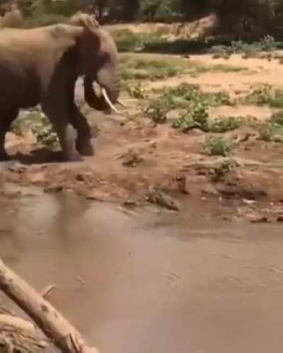 🔥 Elephant didn't see the Crocodile