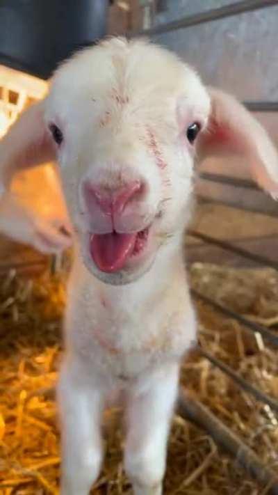 Newborn Lamb is ready to party