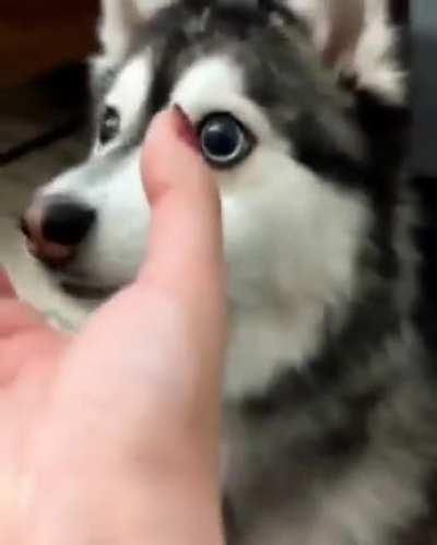 Insert snoot here