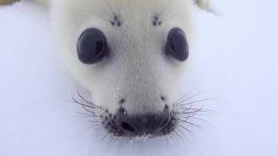 A curious baby seal