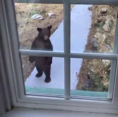 Bear standing on hind legs in front of a house