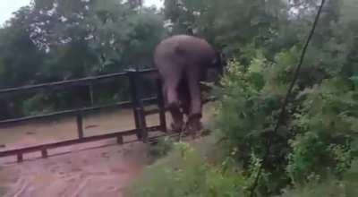 Elephant making a run for it 😂